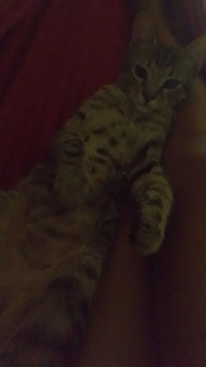 Gato raça SRD-ViraLata idade 2 a 6 meses nome Zayon 