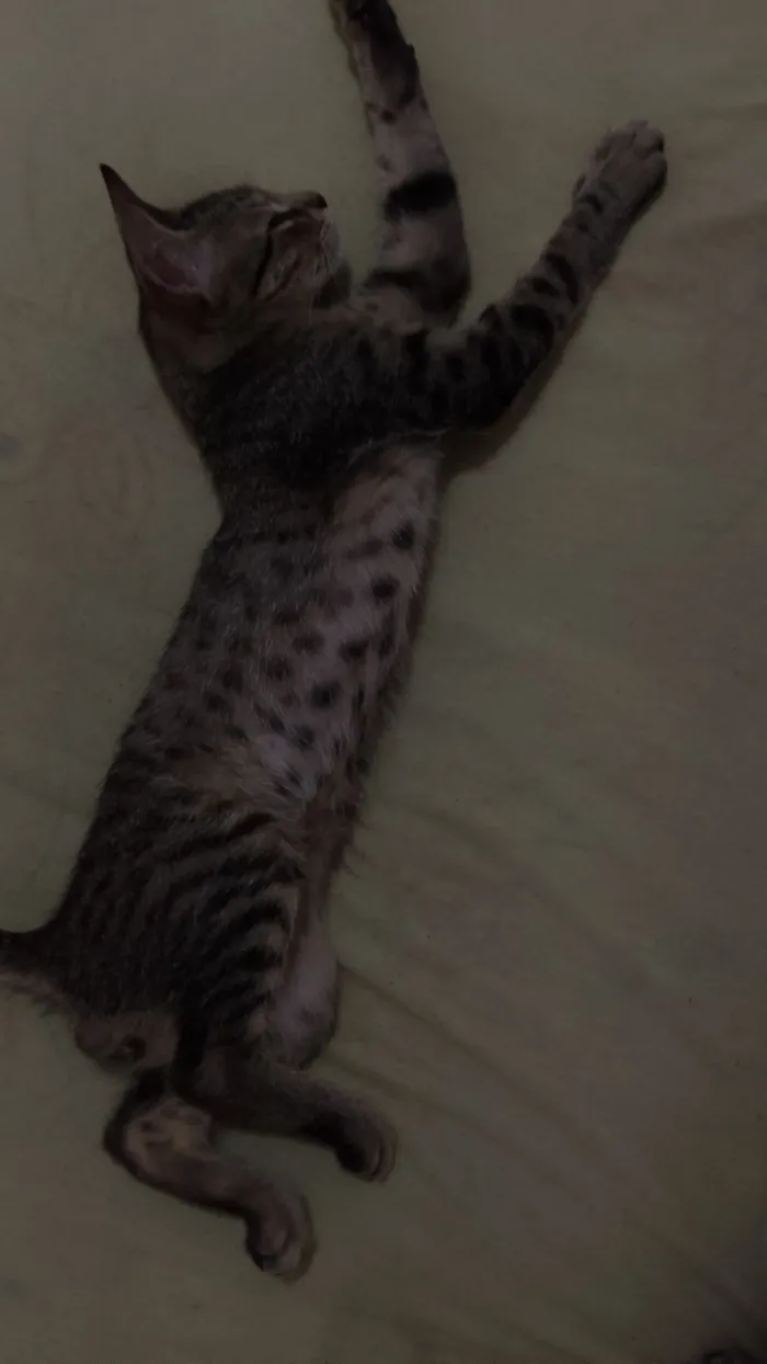 Gato raça SRD-ViraLata idade 2 a 6 meses nome Zayon 