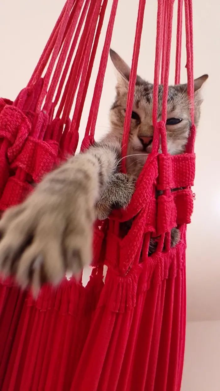 Gato raça SRD-ViraLata idade 2 a 6 meses nome Zayon 