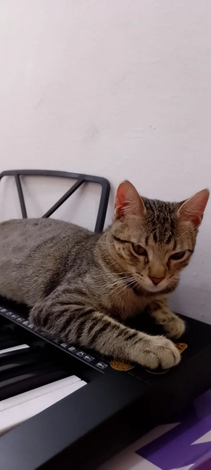 Gato raça SRD-ViraLata idade 2 a 6 meses nome Zayon 