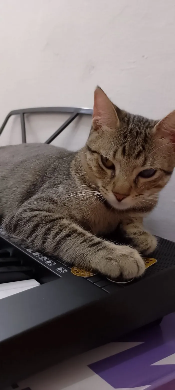 Gato raça SRD-ViraLata idade 2 a 6 meses nome Zayon 