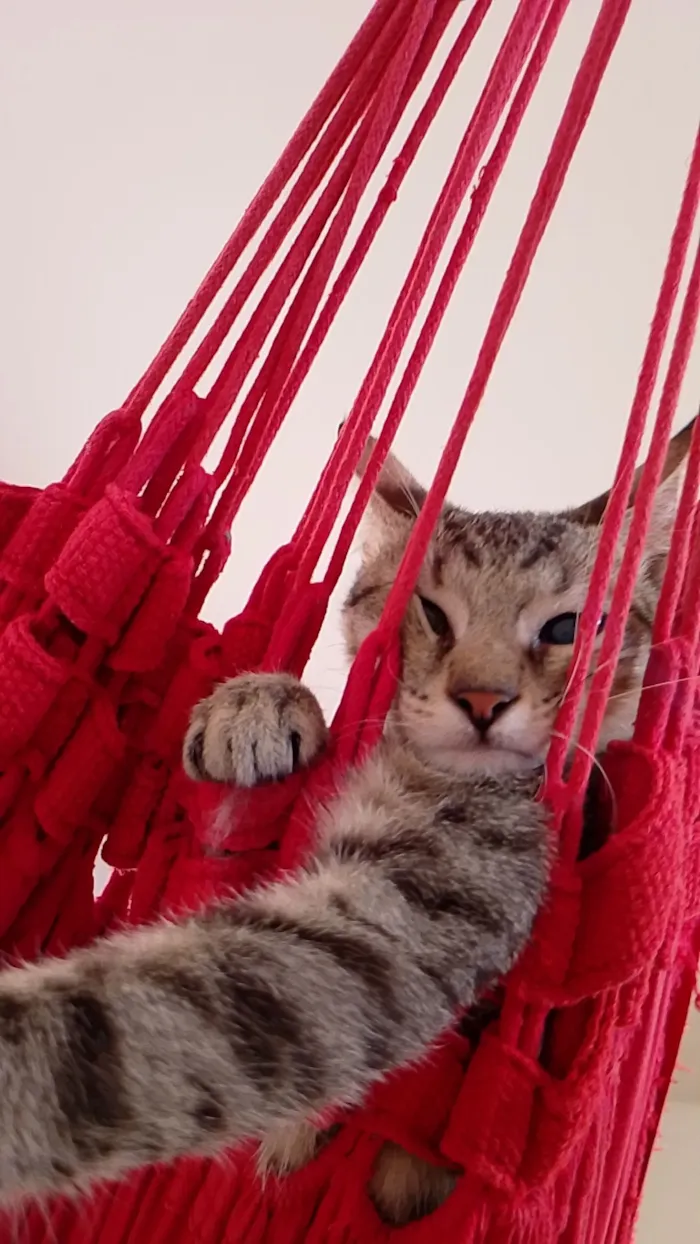 Gato raça SRD-ViraLata idade 2 a 6 meses nome Zayon 