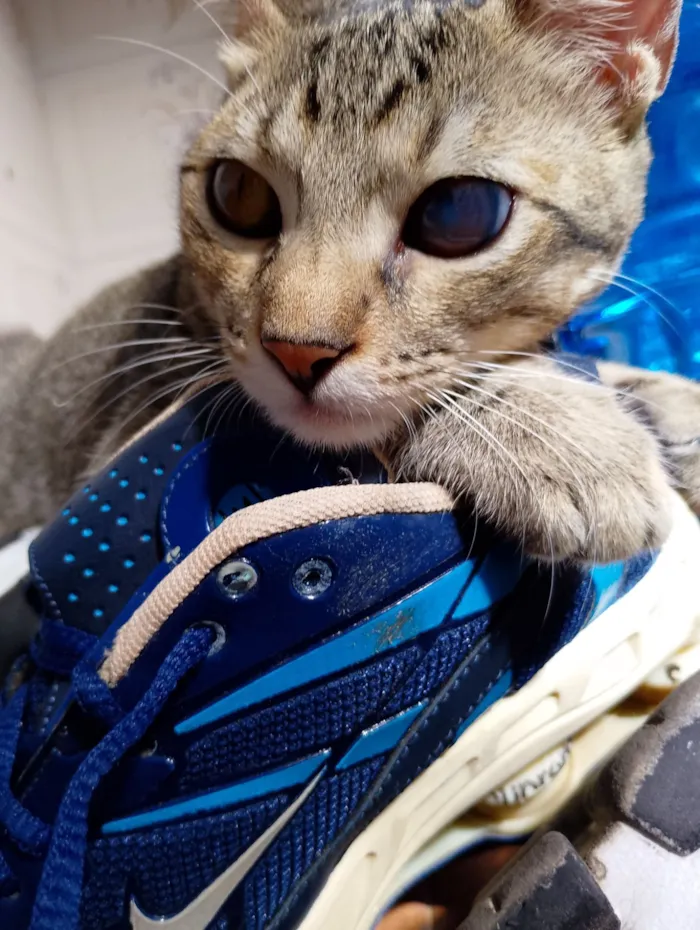 Gato raça SRD-ViraLata idade 2 a 6 meses nome Zayon 