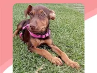 Cachorro raça SRD-ViraLata idade 2 a 6 meses nome Mel