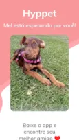 Cachorro raça SRD-ViraLata idade 2 a 6 meses nome Mel