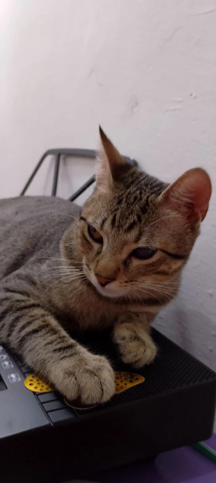 Gato raça SRD-ViraLata idade 2 a 6 meses nome Zayon 