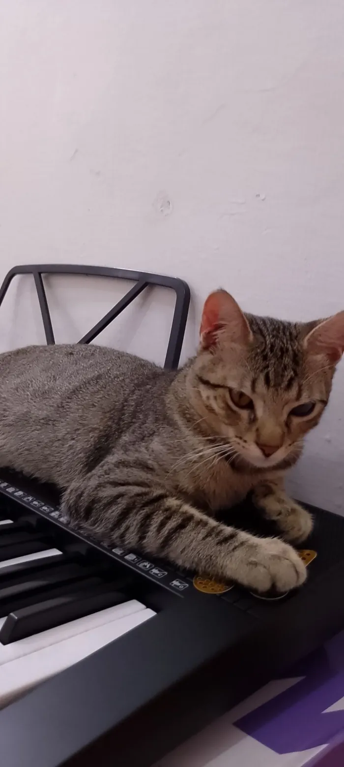 Gato raça SRD-ViraLata idade 2 a 6 meses nome Zayon 