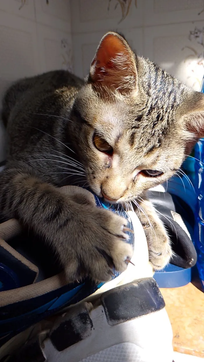 Gato raça SRD-ViraLata idade 2 a 6 meses nome Zayon 