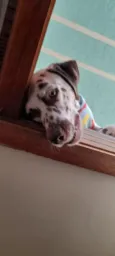 Cachorro raça Dálmata idade 6 ou mais anos nome Pim Pim