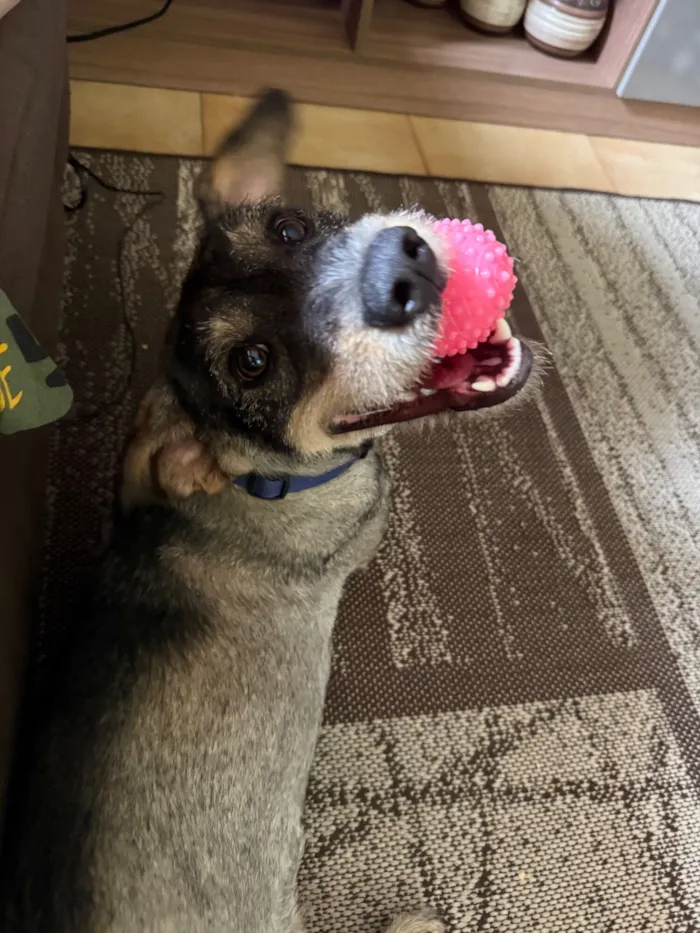 Filhote para adoção 