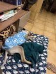 Cachorro raça SRD-ViraLata idade 7 a 11 meses nome Vira lata fiapo de manga