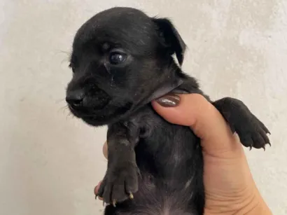 Cachorro raça SRD-ViraLata idade Abaixo de 2 meses nome Sem nome 