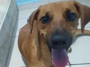 Cachorro raça SRD-ViraLata idade 2 a 6 meses nome Pit