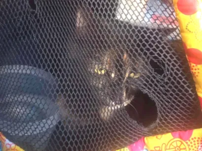 Gato raça SRD-ViraLata idade 6 ou mais anos nome Formigueira 