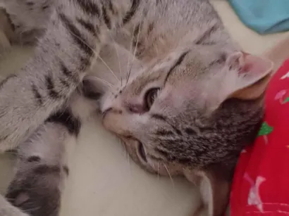 Gato raça SRD-ViraLata idade 2 a 6 meses nome Zayon 