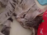 Gato raça SRD-ViraLata idade 2 a 6 meses nome Zayon 