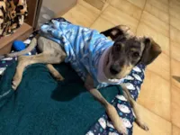 Cachorro raça SRD-ViraLata idade 7 a 11 meses nome Filhote para adoção 