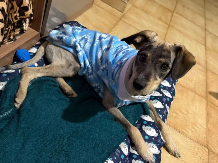 Cachorro raça SRD-ViraLata idade 7 a 11 meses nome Filhote para adoção 