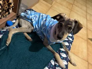 Cachorro raça SRD-ViraLata idade 7 a 11 meses nome Vira lata fiapo de manga