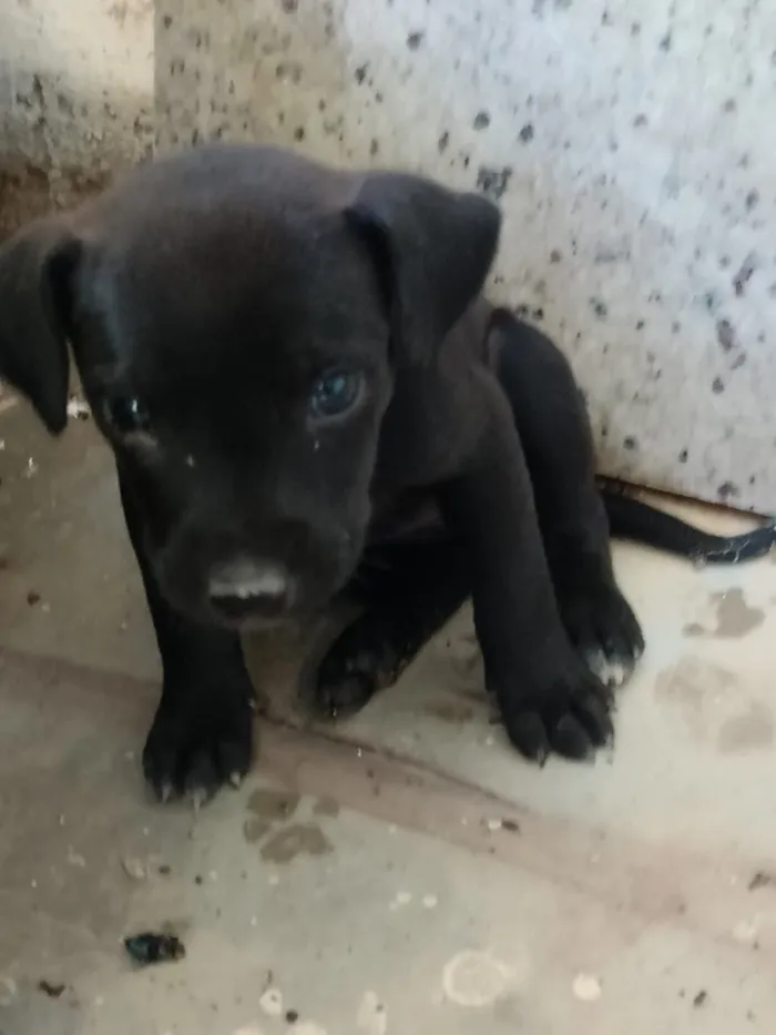 Cachorro raça SRD-ViraLata idade 2 a 6 meses nome não tem nome 