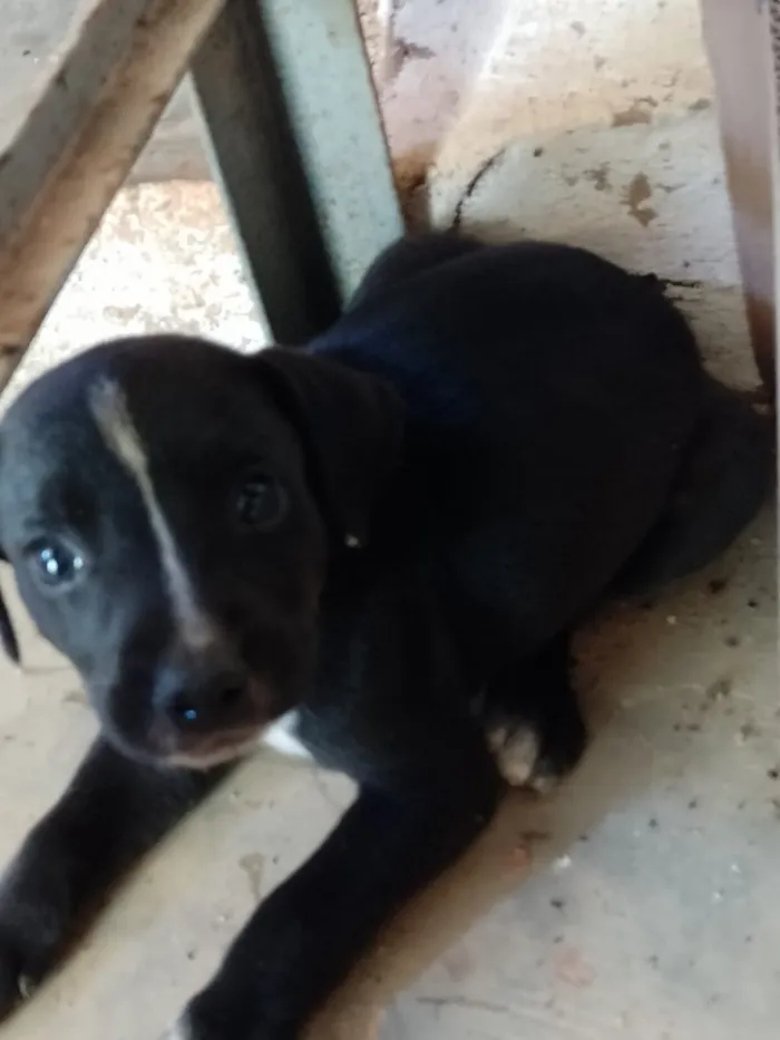 Cachorro raça SRD-ViraLata idade 2 a 6 meses nome não tem nome 