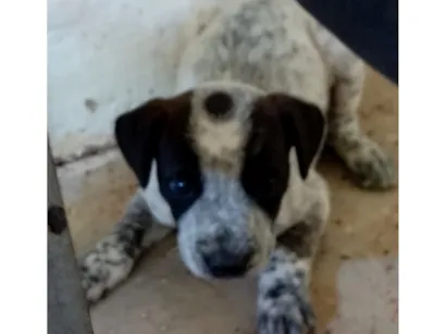 Cachorro raça SRD-ViraLata idade 2 a 6 meses nome não tem nome 