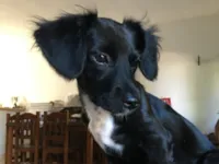 Cachorro raça SRD-ViraLata idade 2 a 6 meses nome Bisteca