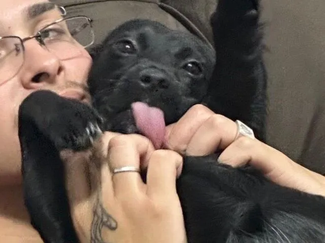 Cachorro raça SRD-ViraLata idade 2 a 6 meses nome Bisteca