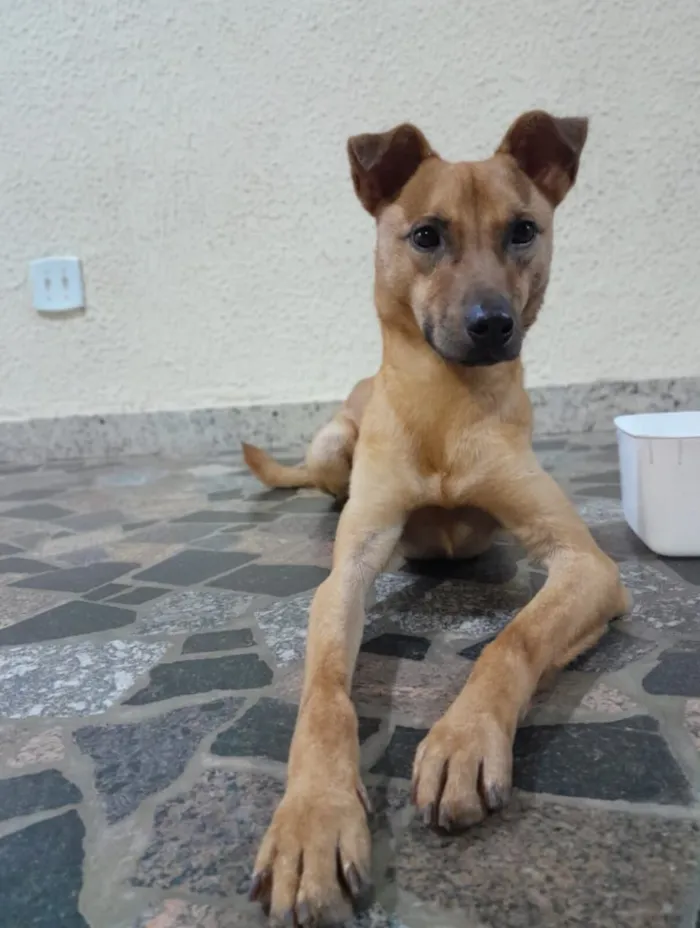 Cachorro raça SRD-ViraLata idade 2 a 6 meses nome Sem nome 