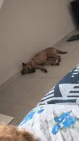 Cachorro raça SRD-ViraLata idade 2 a 6 meses nome Sem nome 