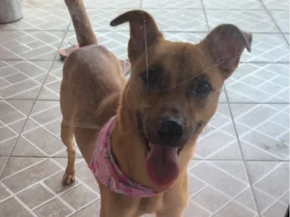 Cachorro raça SRD-ViraLata idade 2 a 6 meses nome Sem nome 