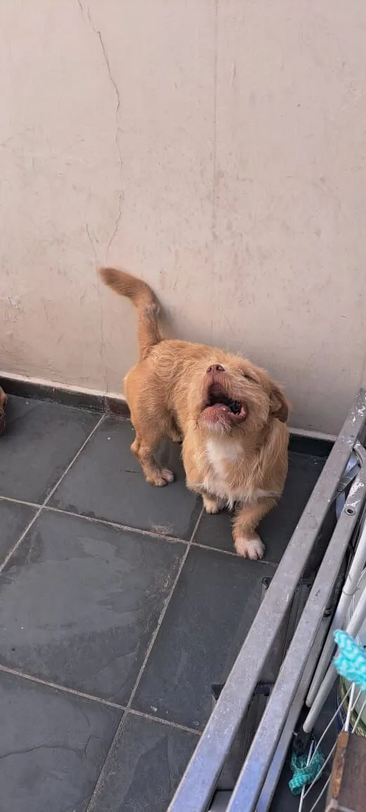 Cachorro raça SRD-ViraLata idade 1 ano nome Glock