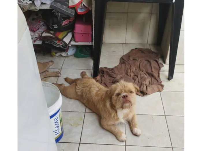 Cachorro raça SRD-ViraLata idade 1 ano nome Glock