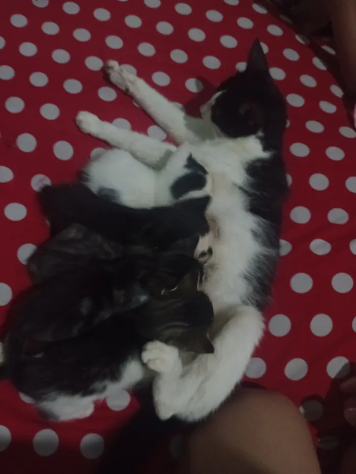 Gato raça SRD-ViraLata idade 1 ano nome Yin Yang