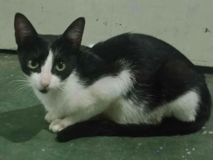 Gato raça SRD-ViraLata idade 1 ano nome Yin Yang