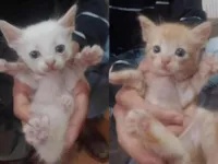 Gato raça SRD-ViraLata idade Abaixo de 2 meses nome Sem nome