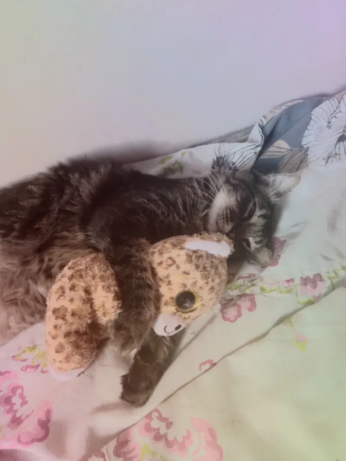 Gato raça SRD-ViraLata idade Abaixo de 2 meses nome Paolo