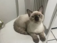 Gato raça Siamês idade 2 a 6 meses nome Gato siames 
