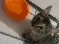 Gato raça Siamês idade 2 a 6 meses nome Pernelope