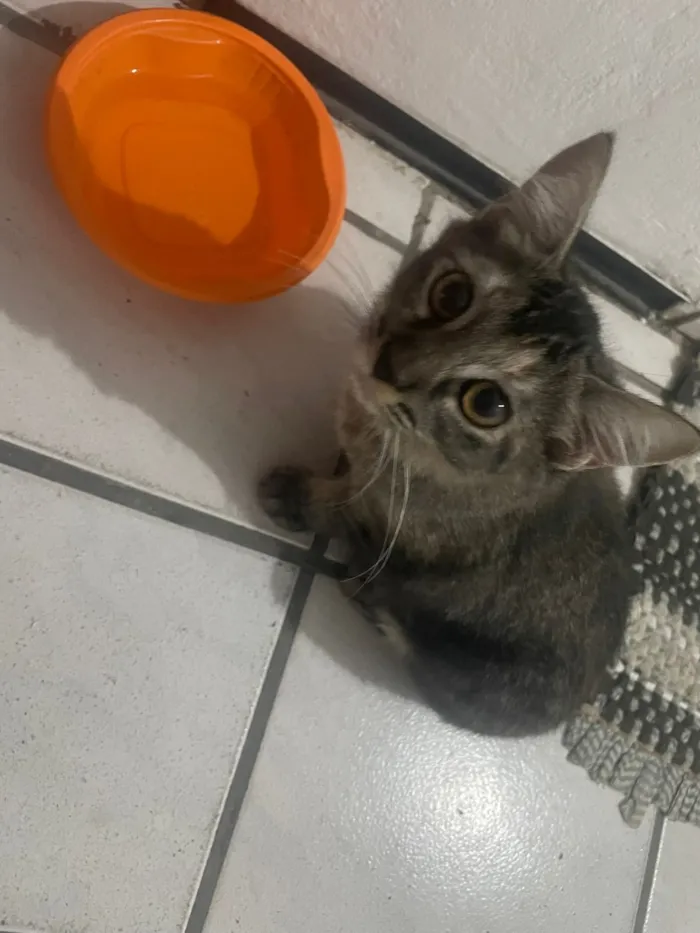 Gato raça Siamês idade 2 a 6 meses nome Pernelope
