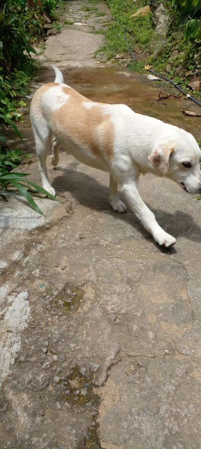Cachorro raça Labrador idade 3 anos nome Luna