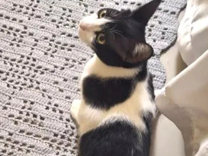 Gato raça SRD-ViraLata idade 2 a 6 meses nome Maomao