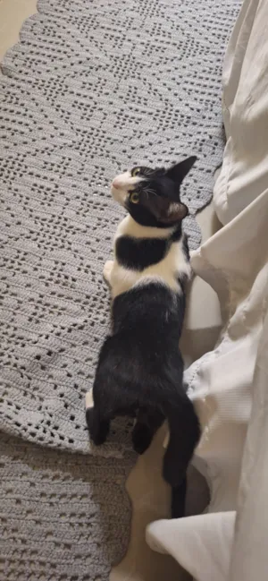 Gato raça SRD-ViraLata idade 2 a 6 meses nome Maomao