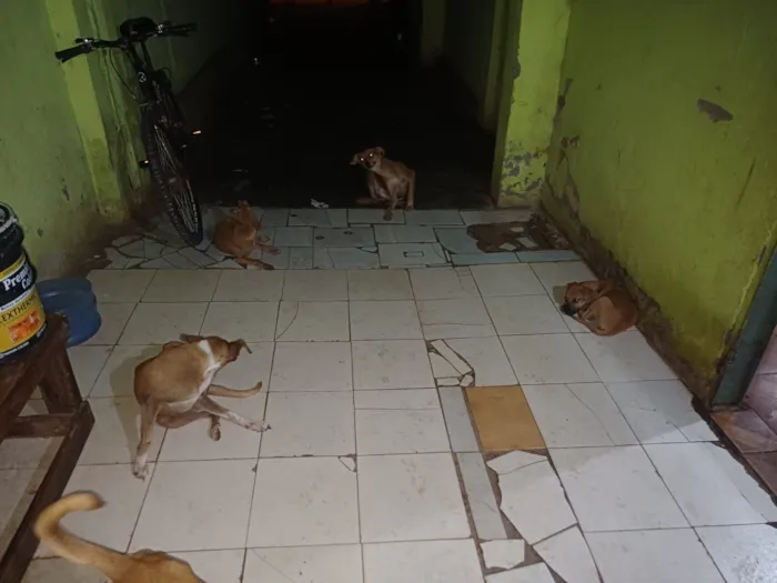 Cachorro raça SRD-ViraLata idade 2 a 6 meses nome Ohana, Lala, Cruel e outros 2 filhotes que não tem nome nome 