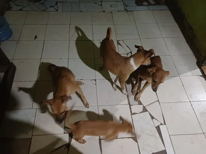 Cachorro raça SRD-ViraLata idade 2 a 6 meses nome Ohana, Lala, Cruel e outros 2 filhotes que não tem nome nome 