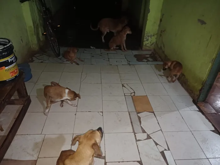 Cachorro raça SRD-ViraLata idade 2 a 6 meses nome Ohana, Lala, Cruel e outros 2 filhotes que não tem nome nome 