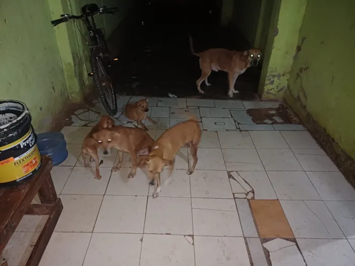 Cachorro raça SRD-ViraLata idade 2 a 6 meses nome Ohana, Lala, Cruel e outros 2 filhotes que não tem nome nome 