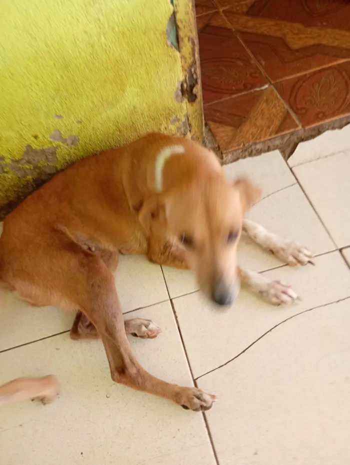 Cachorro raça SRD-ViraLata idade 2 a 6 meses nome Ohana, Lala, Cruel e outros 2 filhotes que não tem nome nome 