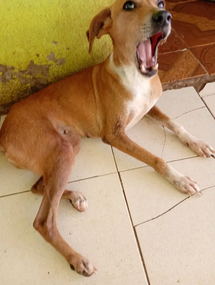 Cachorro raça SRD-ViraLata idade 2 a 6 meses nome Ohana, Lala, Cruel e outros 2 filhotes que não tem nome nome 