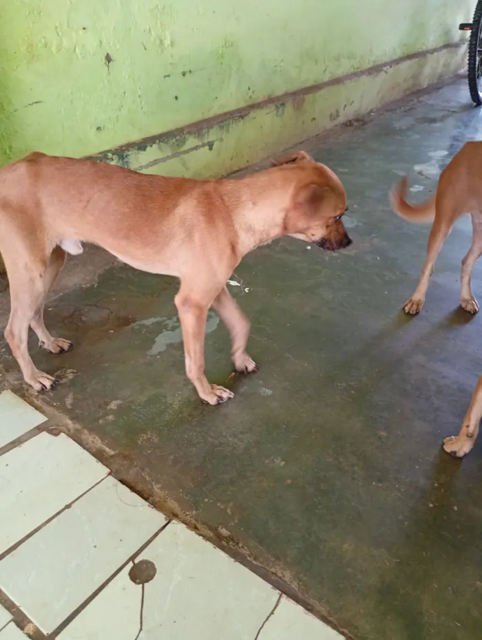 Cachorro raça SRD-ViraLata idade 2 a 6 meses nome Ohana, Lala, Cruel e outros 2 filhotes que não tem nome nome 